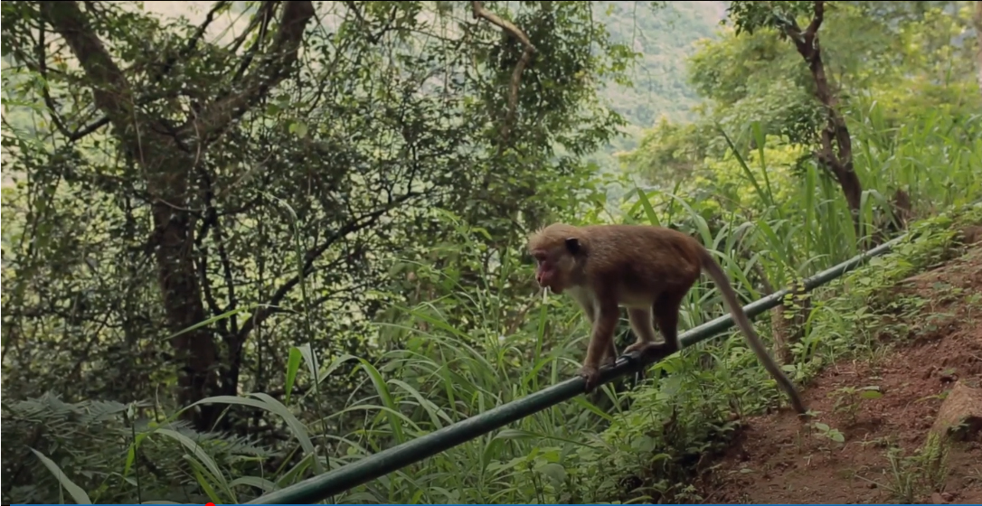 Dunhinda Falls monkey 