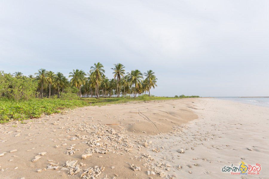 Pasikuda Beach
